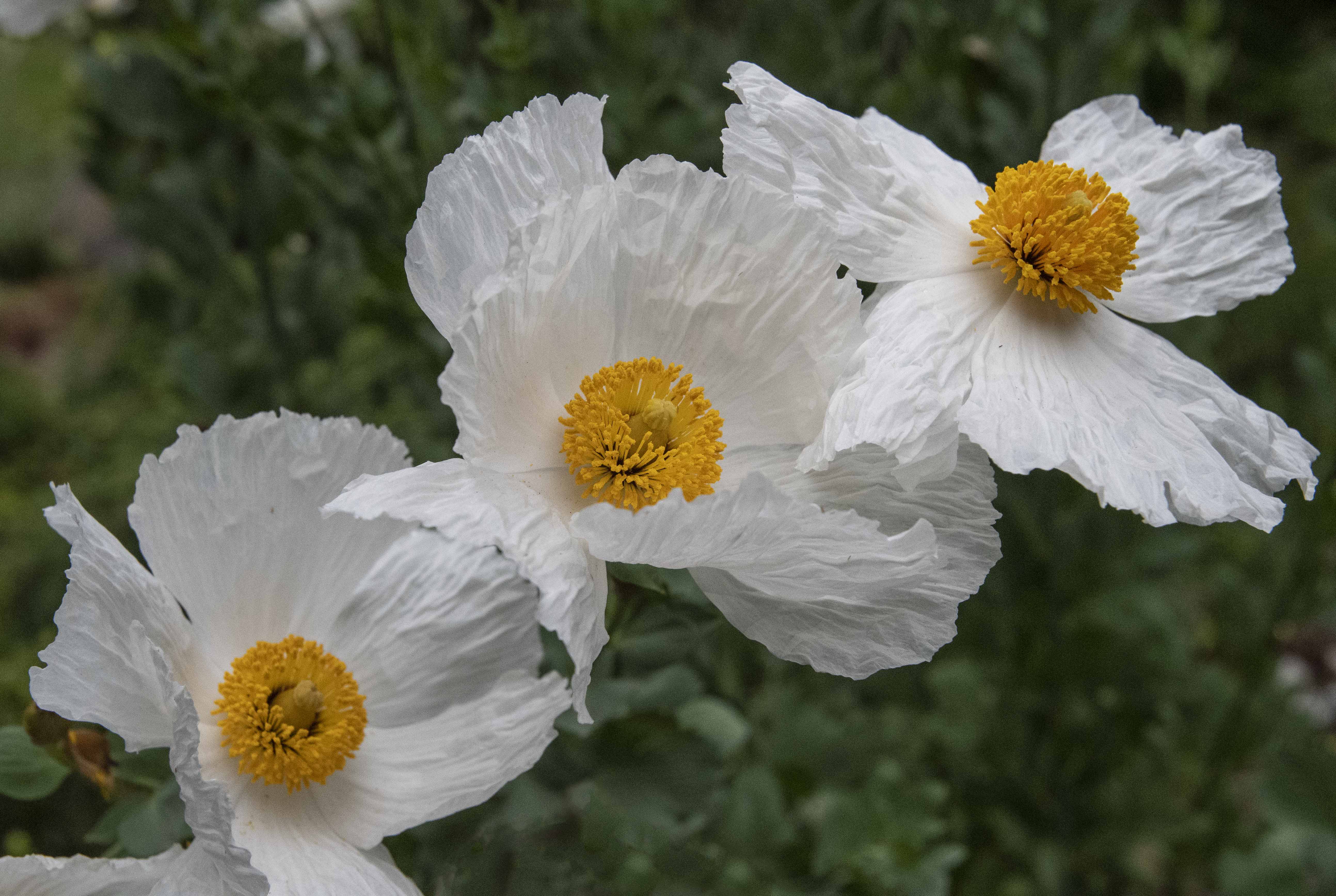 Prickly Poppy